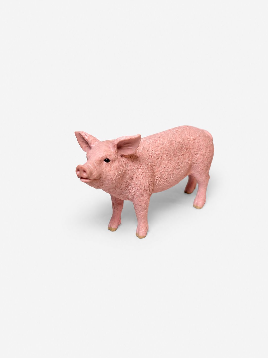 Farm Pig