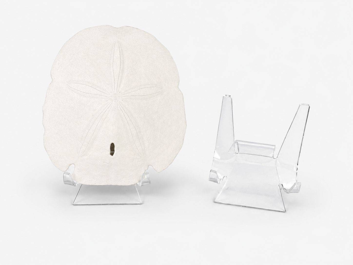 Large Sand Dollar Stand