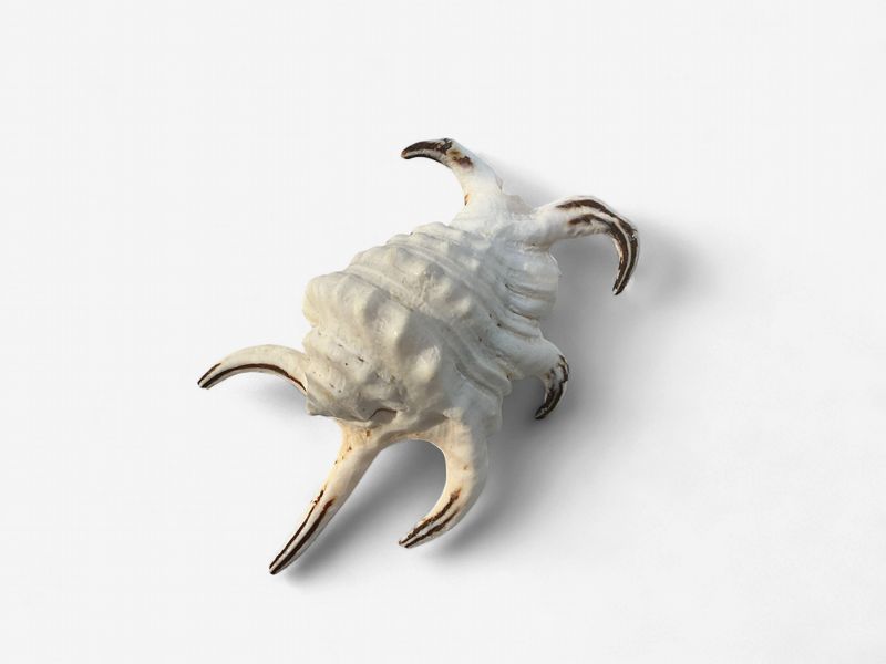 Shell Novelty