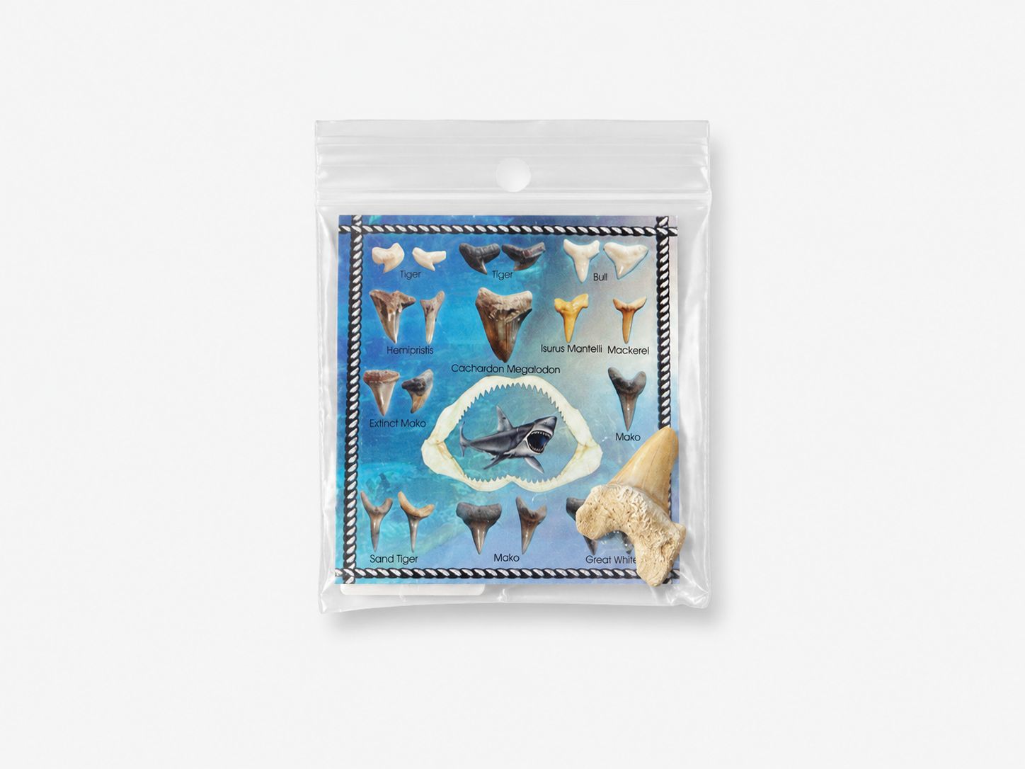 Shark Tooth w/Card