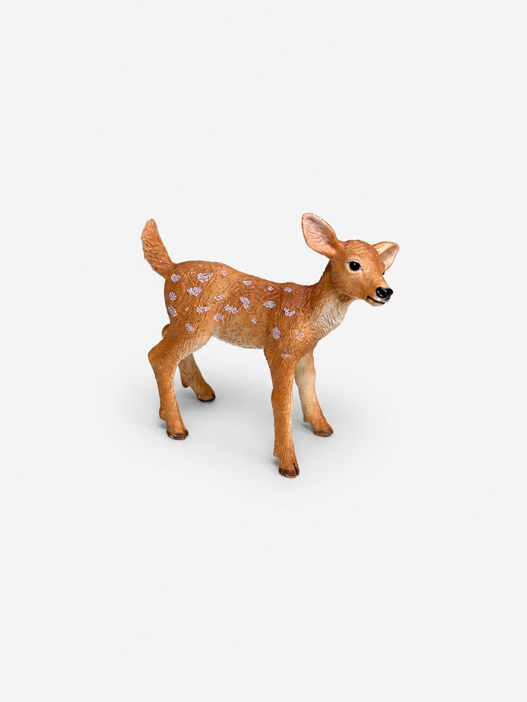 White-Tailed Fawn