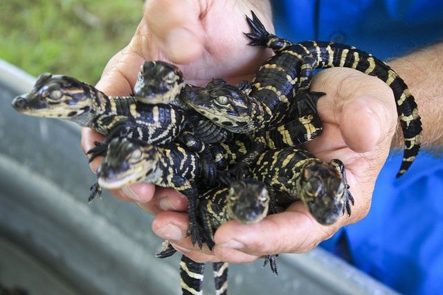 Early Bird Hatching (August 8)