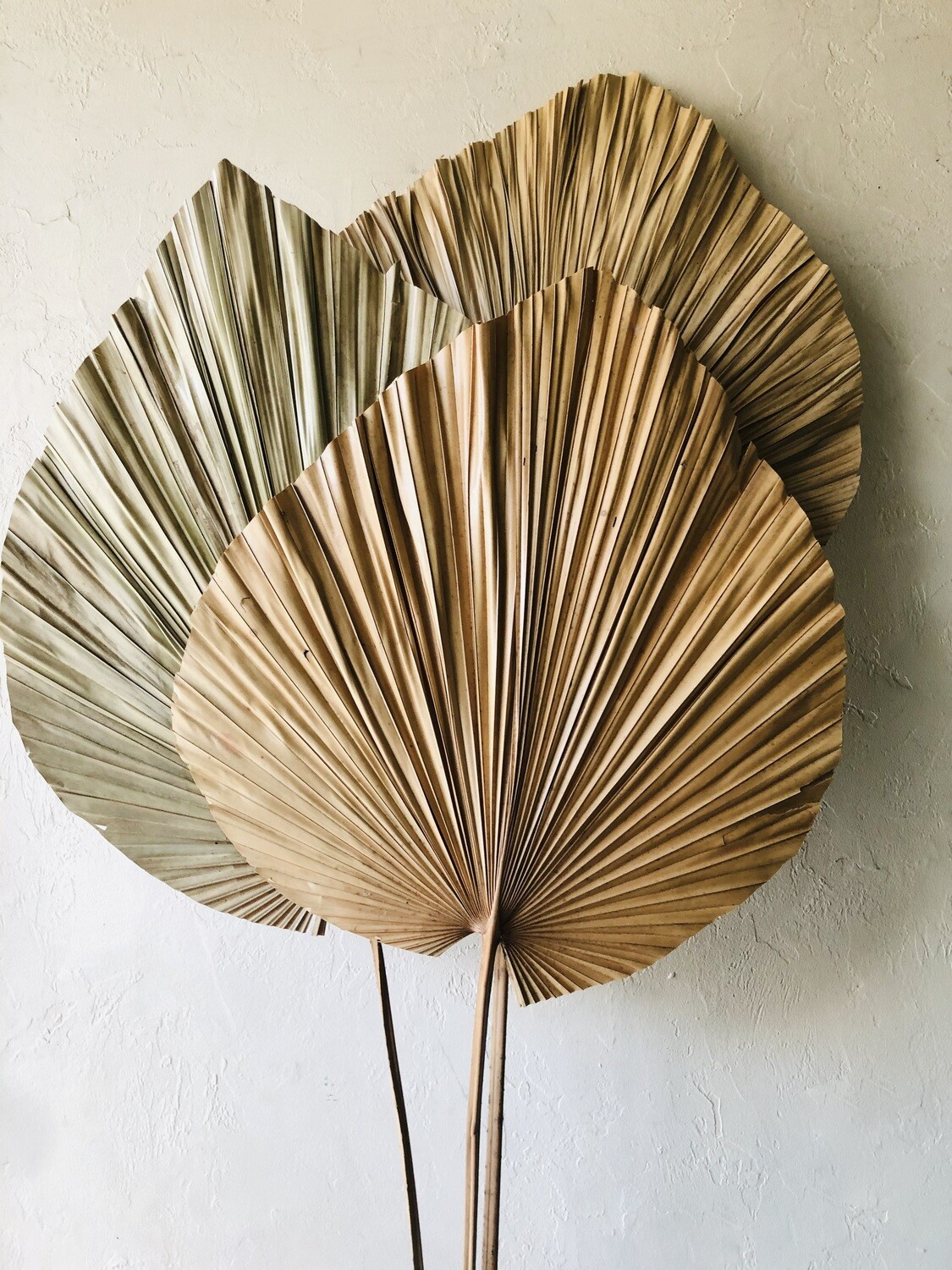 NATURAL ANAHAW LEAVES - BUNCH OF 3 STEMS