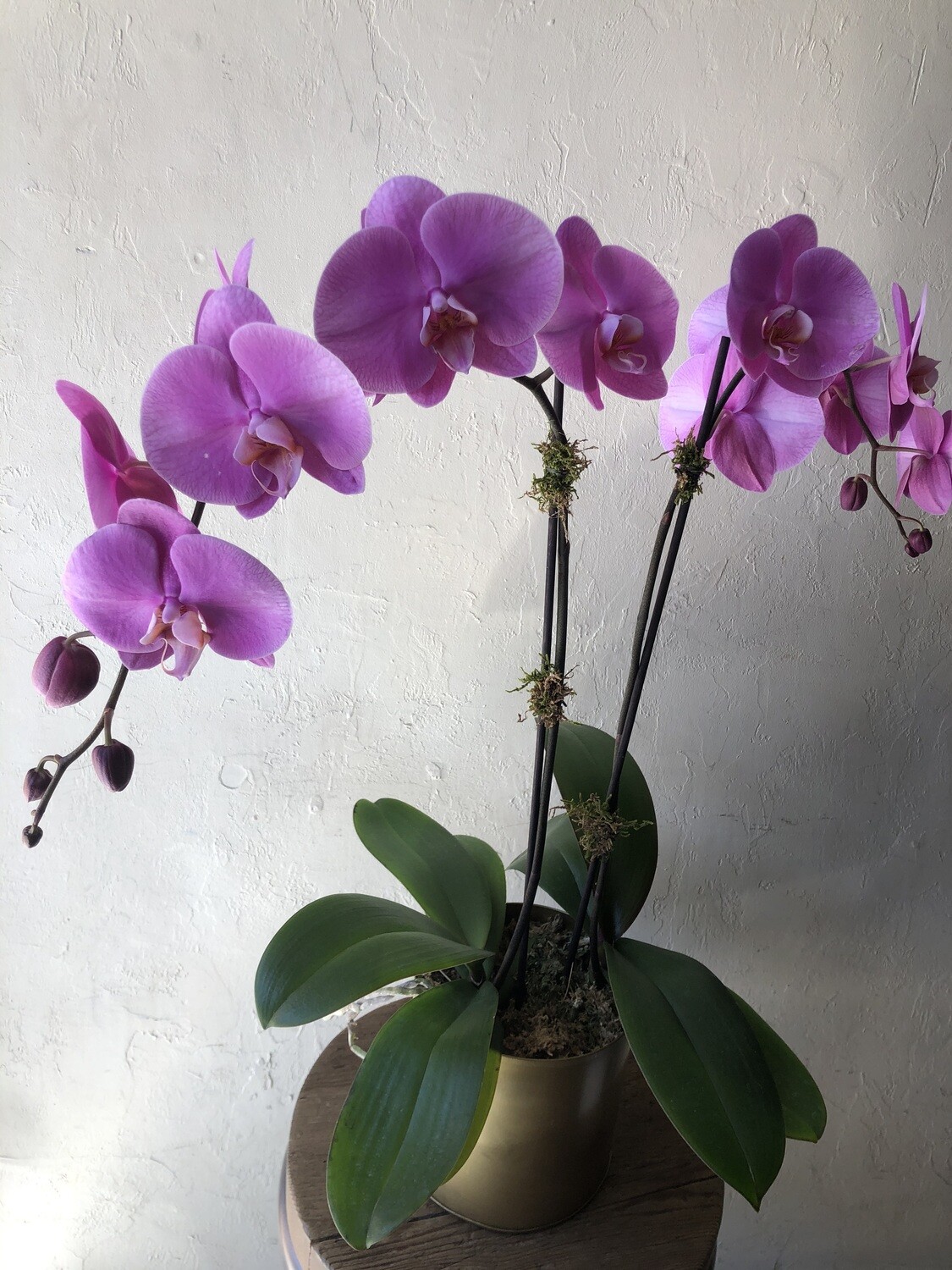 POTTED PURPLE PHALAENOPSIS PLANTS - DOUBLE IN GOLD TIN