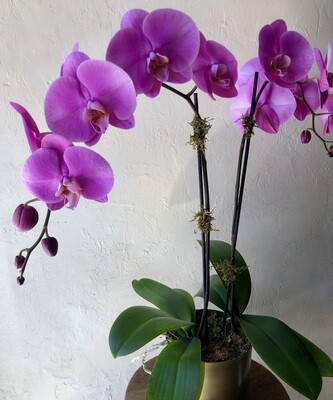 POTTED PURPLE PHALAENOPSIS PLANTS - DOUBLE IN GOLD TIN