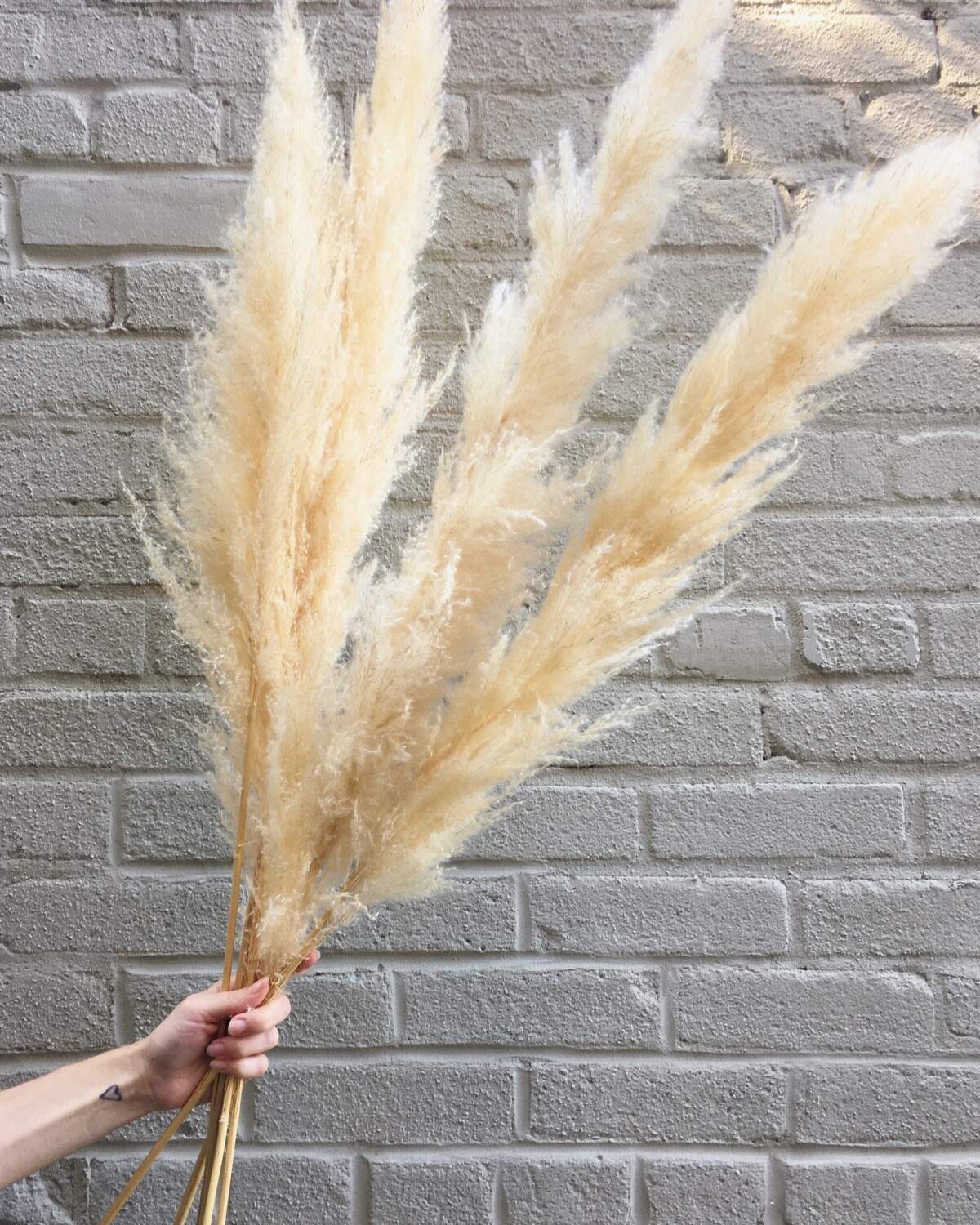 NATURAL PAMPAS GRASS - SINGLE STEM