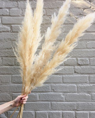NATURAL PAMPAS GRASS - SINGLE STEM