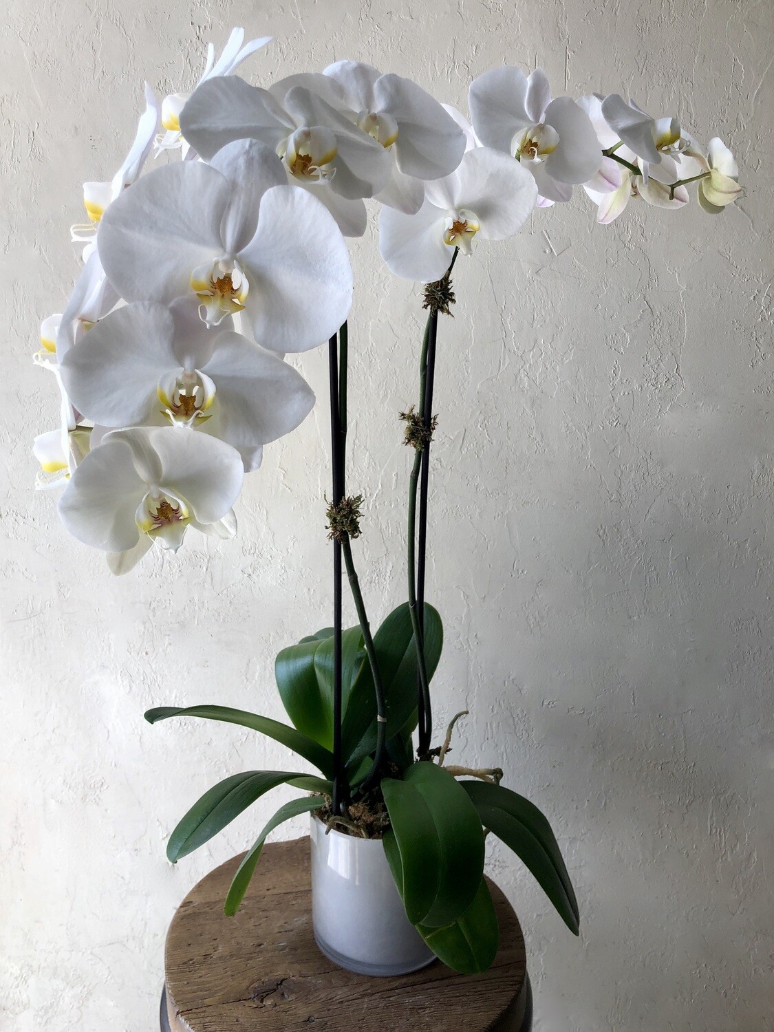 POTTED WHITE PHALAENOPSIS PLANTS - DOUBLE IN WHITE VASE