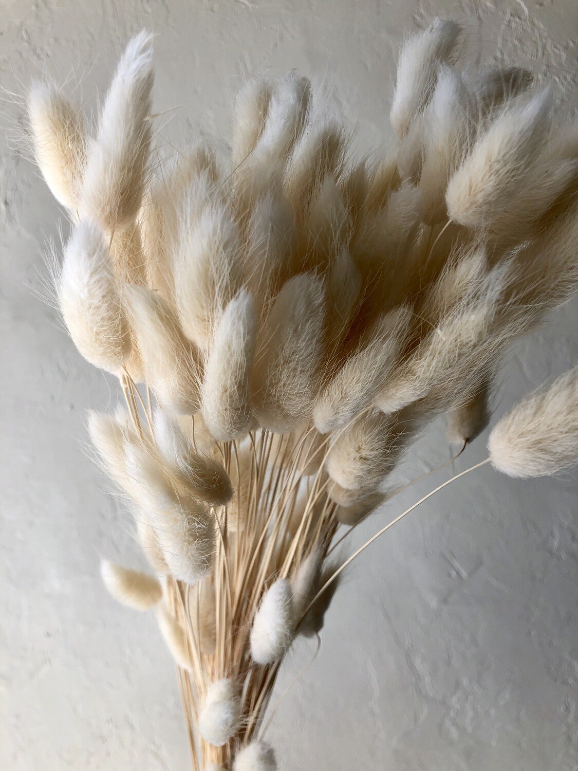 WHITE BUNNY TAIL GRASSES - BUNCH OF 20 STEMS