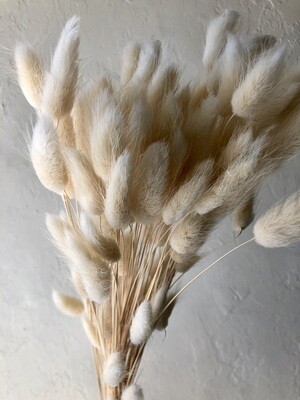 WHITE BUNNY TAIL GRASSES - BUNCH OF 20 STEMS