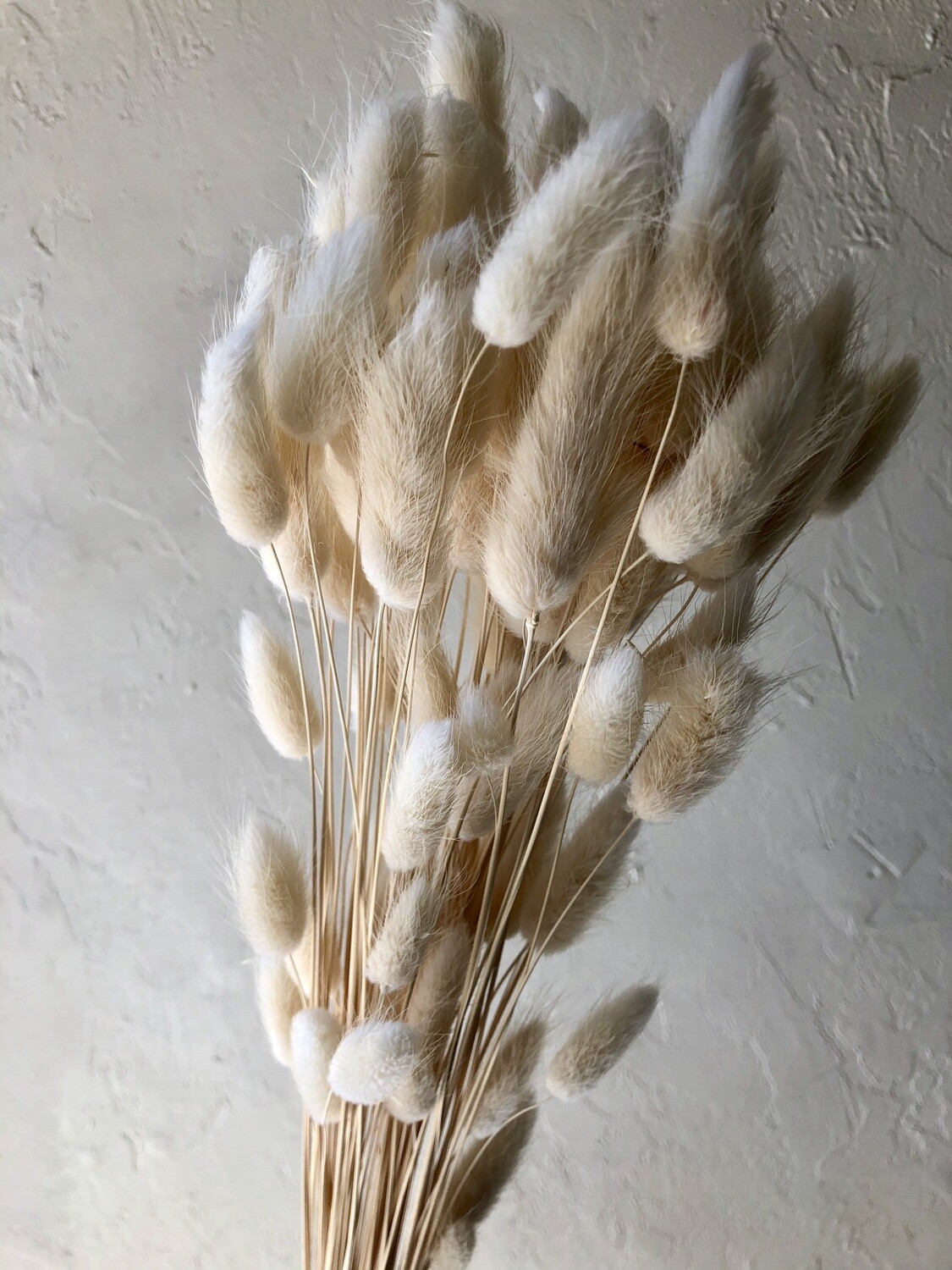 WHITE BUNNY TAIL GRASSES - BUNCH OF 20 STEMS