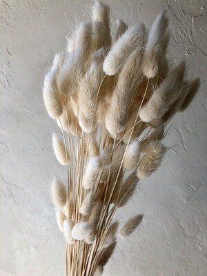 WHITE BUNNY TAIL GRASSES - BUNCH OF 20 STEMS