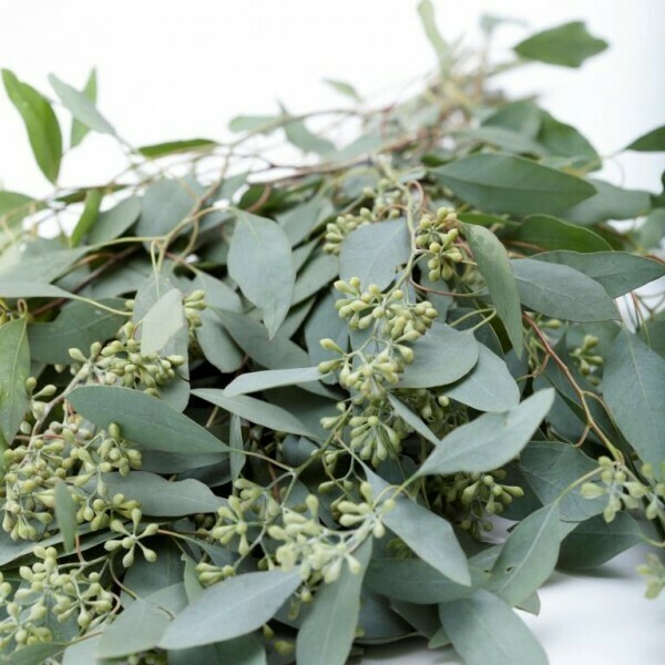 SEEDED EUCALYPTUS BUNCH