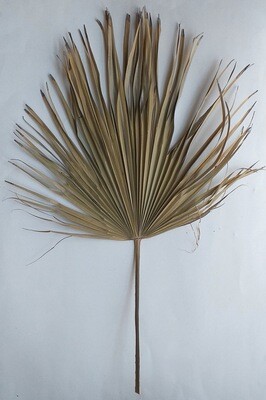 LARGE NATURAL DRIED PALM LEAF - SINGLE STEM