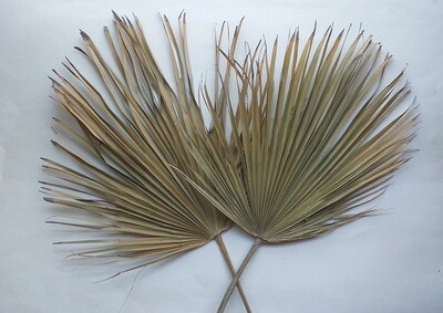 LARGE NATURAL DRIED PALM LEAF - SINGLE STEM