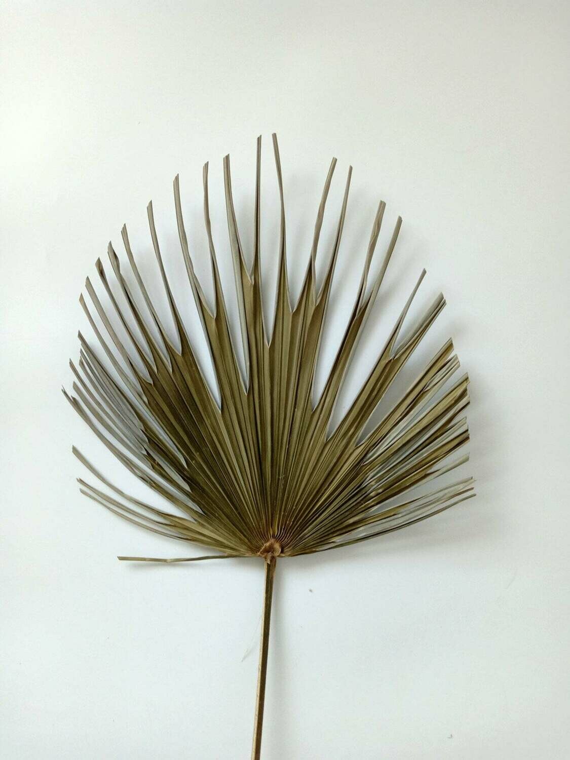 SUN PALM SPLIT LEAF - SINGLE STEM