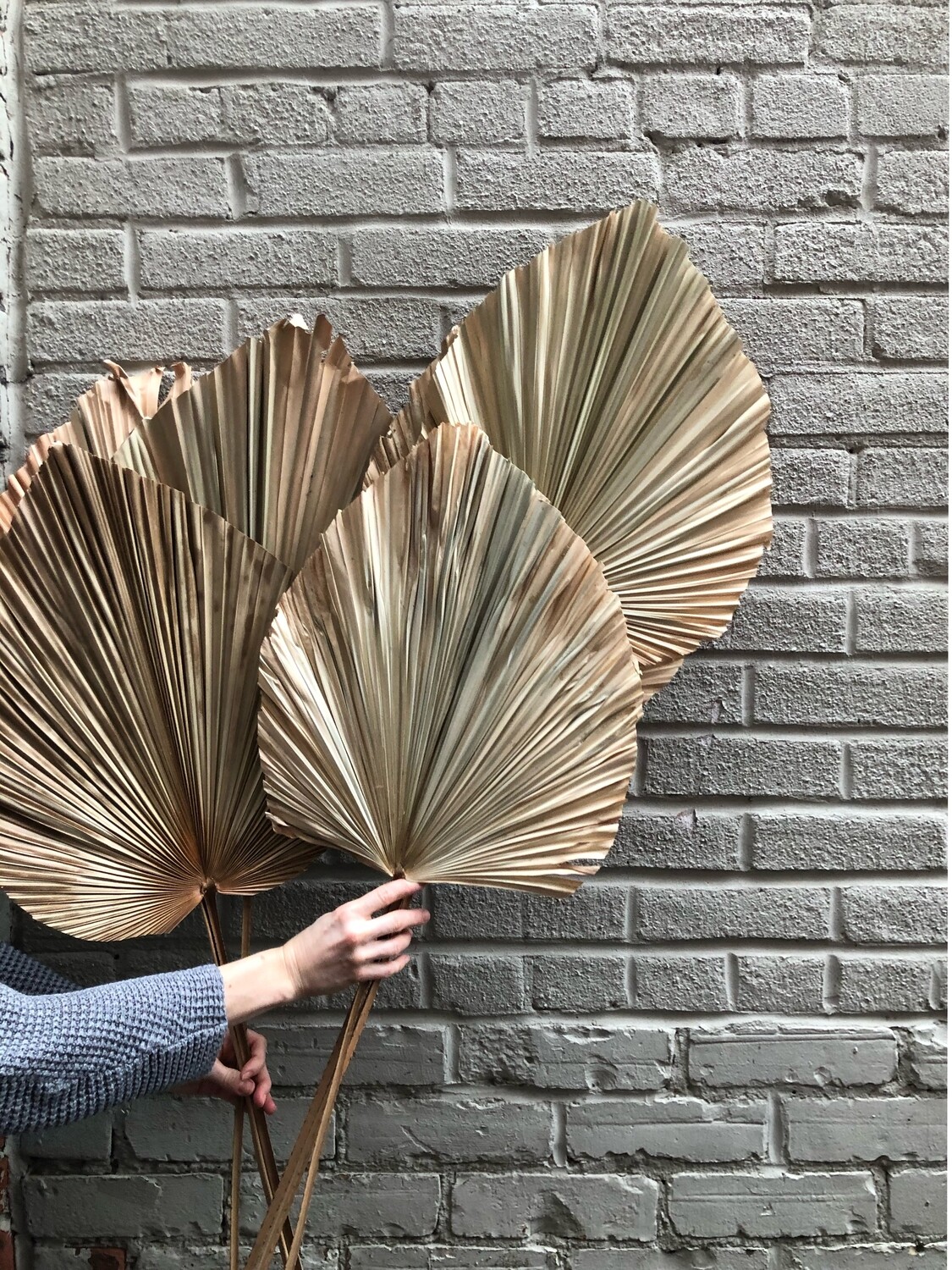 NATURAL ANAHAW LEAVES - BUNCH OF 3 STEMS