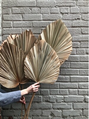 NATURAL ANAHAW LEAVES - BUNCH OF 3 STEMS