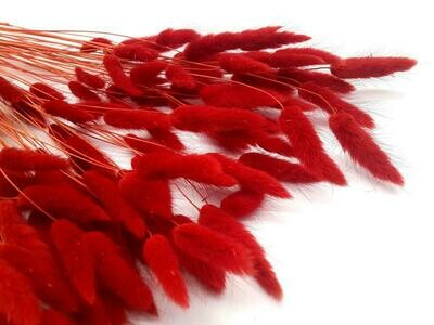 RED BUNNY TAIL GRASSES - BUNCH OF 20 STEMS