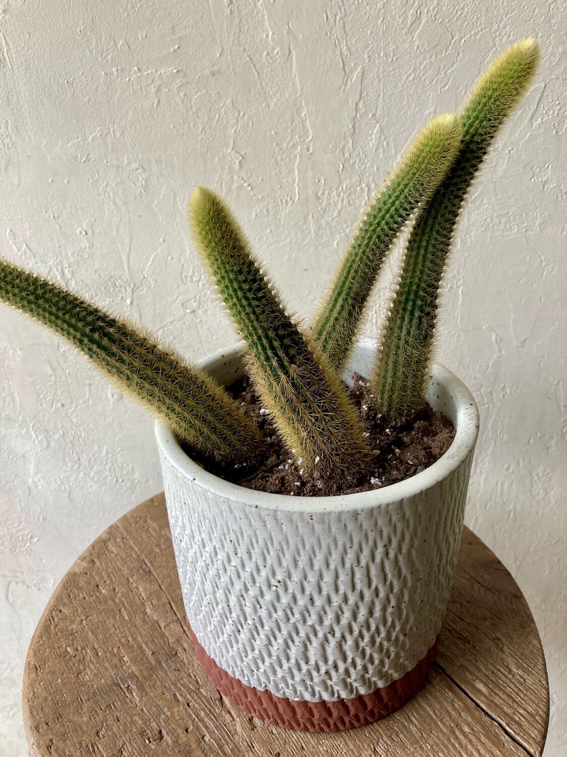 RAT TAIL CACTUS IN COMO POT