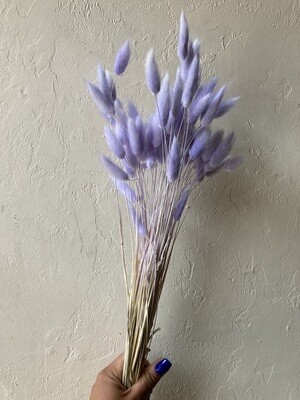 SOFT MAUVE BUNNY TAIL GRASSES - BUNCH OF 20 STEMS