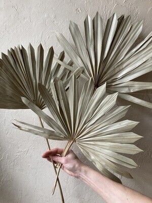 NATURAL PALM LEAF- SINGLE STEM