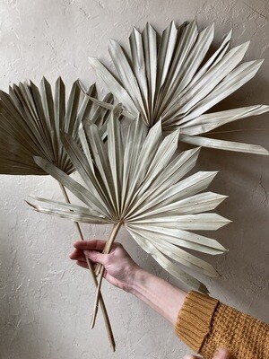 NATURAL PALM LEAF- SINGLE STEM
