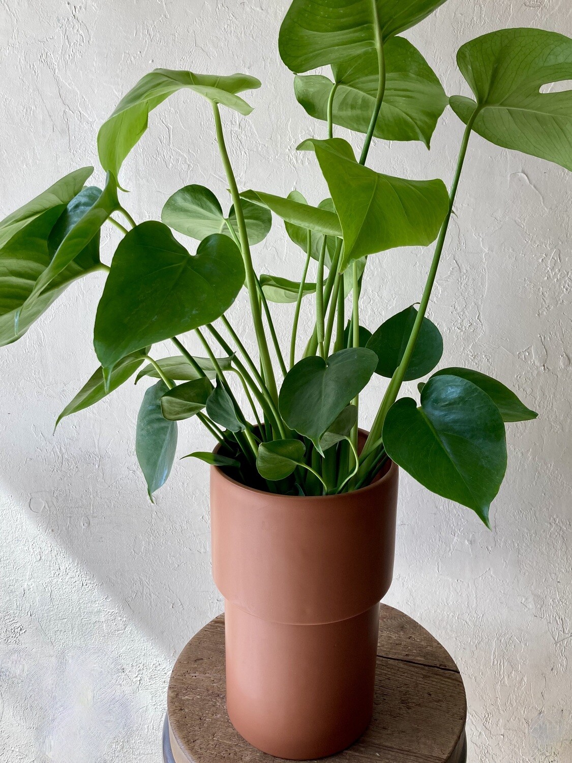 MONSTERA DELICIOSA IN VERMILLION VASE