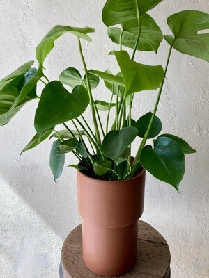 MONSTERA DELICIOSA IN VERMILLION VASE