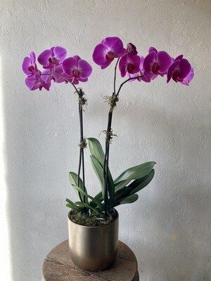 POTTED PURPLE PHALAENOPSIS PLANTS - DOUBLE IN GOLD CERAMIC PLANTER