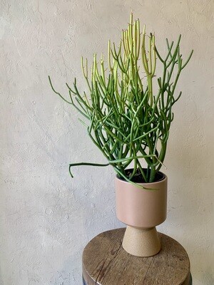 PENCIL CACTUS IN TERRACOTTA COMPOTE
