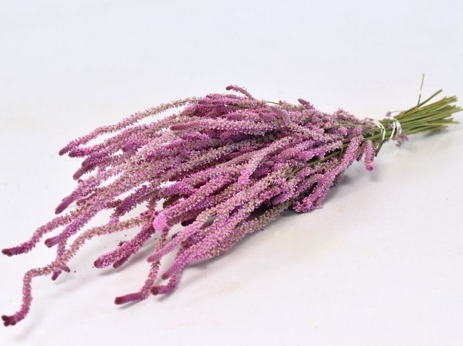 BUNCH OF STATICE SUWOROWII