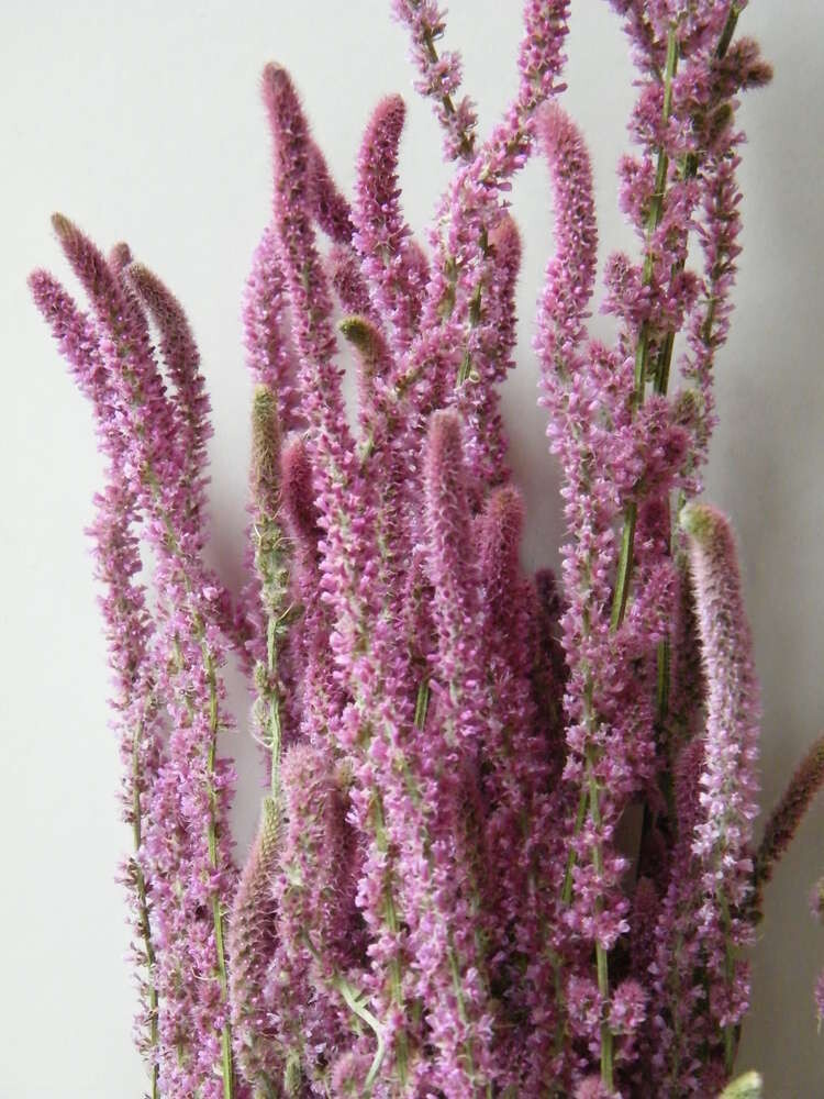 BUNCH OF STATICE SUWOROWII