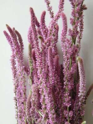 BUNCH OF STATICE SUWOROWII