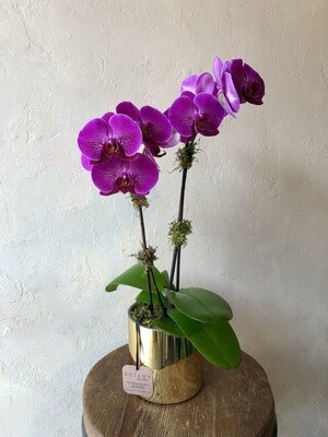 PHALAENOPSIS PLANTS - DOUBLE IN GOLD VASE