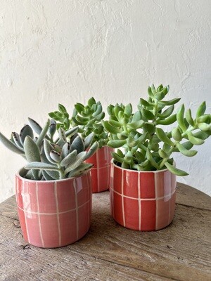 TRIO OF SUCCULENTS IN NIGHTSHIFT PLANTERS