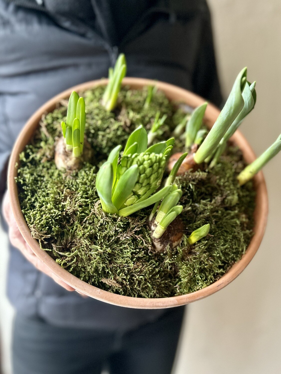 SPRING BULB PLANTER