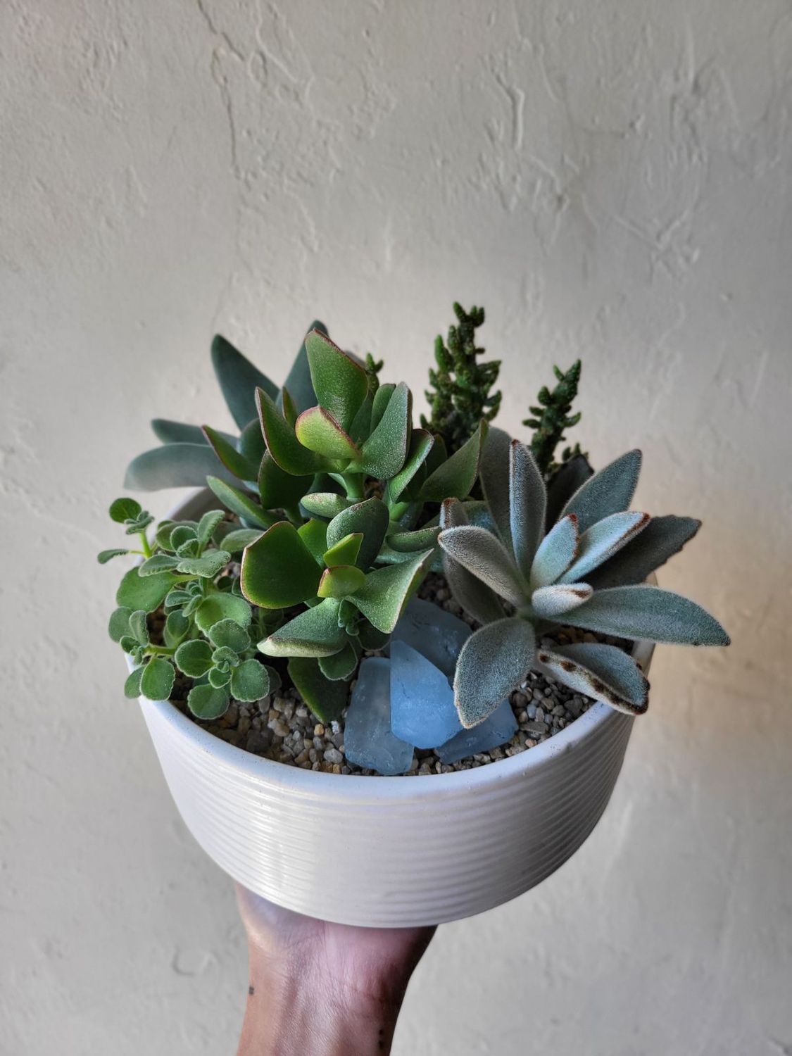 DOJA SUCCULENT &amp; CACTI PLANTER