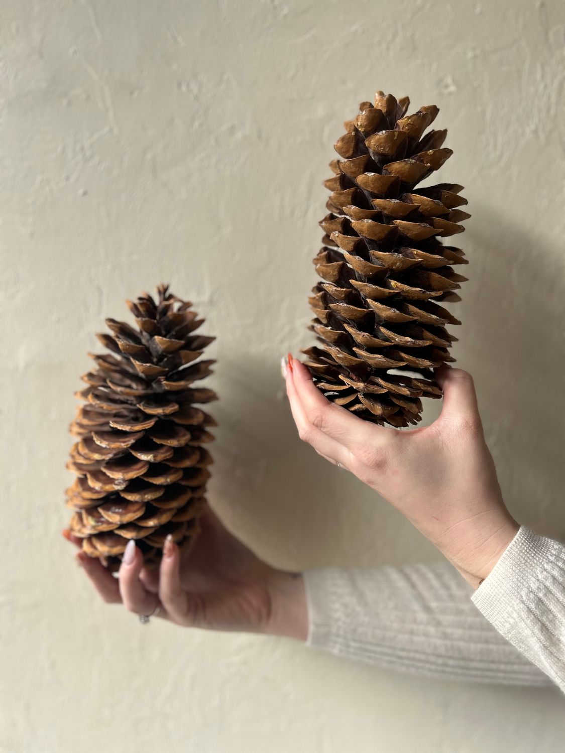 SUGAR PINECONE