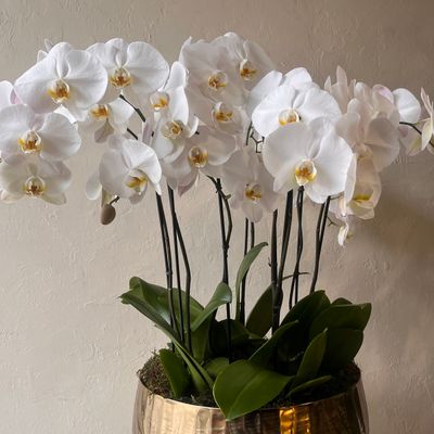 LUXE PHALAENOPSIS ORCHID PLANTER IN GOLD BOWL