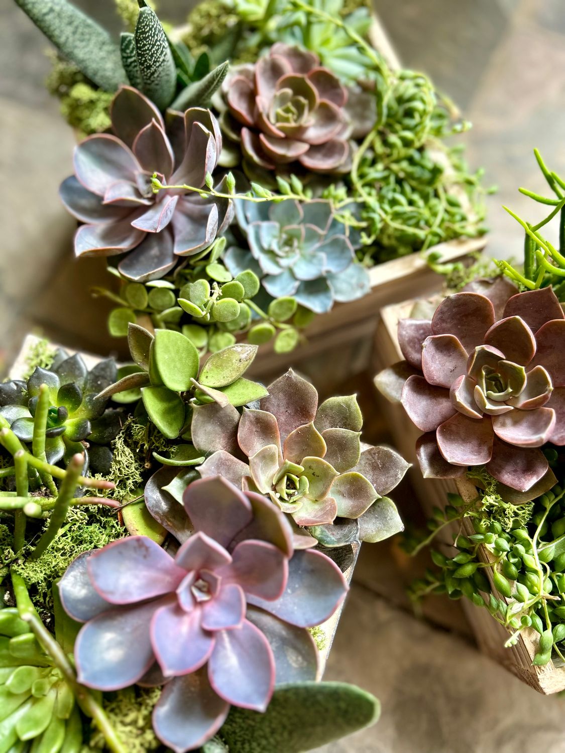 MIXED SUCCULENTS IN WOODEN  PLANTER