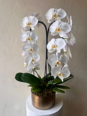 POTTED WHITE WATERFALL PHALAENOPSIS PLANTS - DOUBLE IN GOLD PLANTER