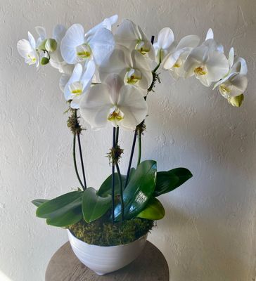 PHALAENOPSIS ORCHID PLANTER IN TALIAH BOWL
