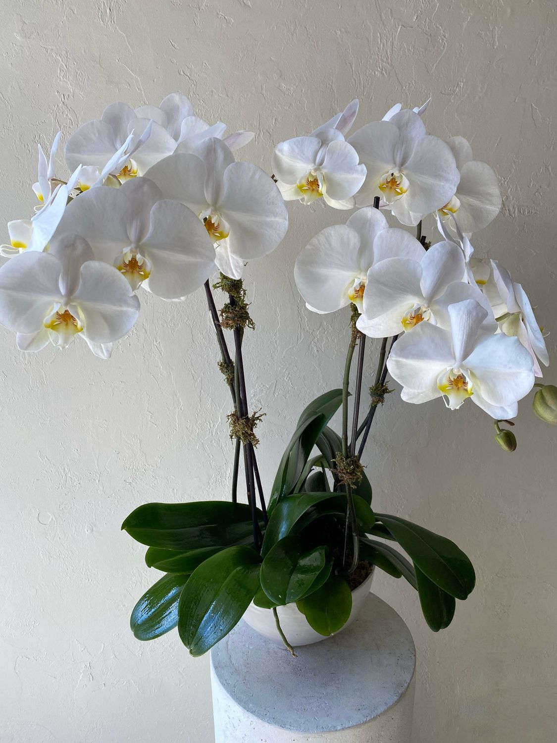 PHALAENOPSIS ORCHID PLANTER IN TALIAH BOWL, Orchid Option: 4 Stems