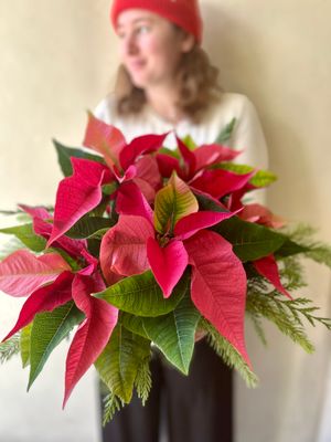DRESSED POINSETTIA IN CERAMIC