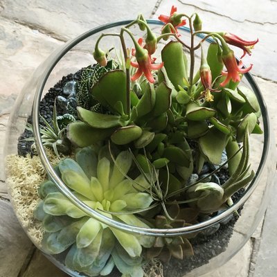 IN THE ROUND TERRARIUM