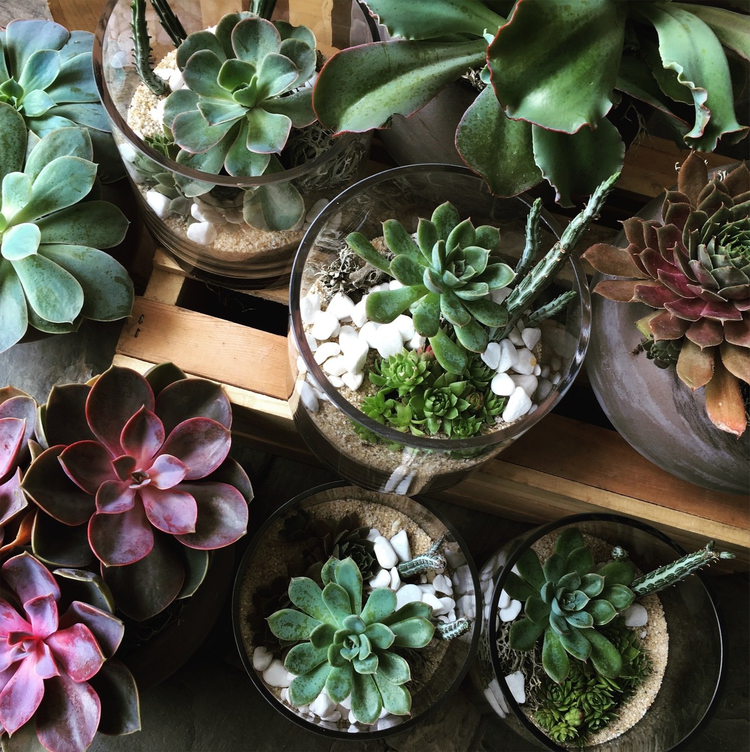 MIXED SUCCULENT TERRARIUM