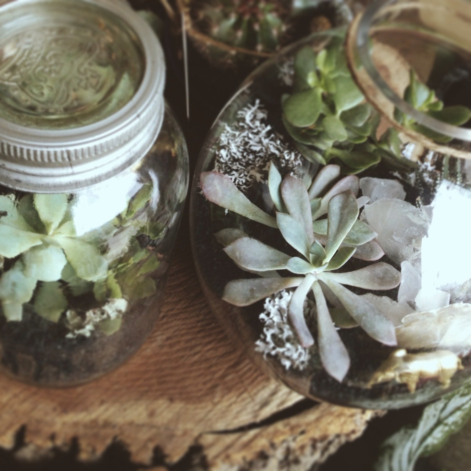 IN THE ROUND TERRARIUM