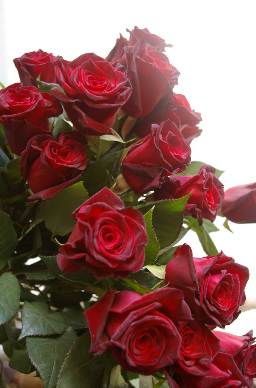 GATHERED DOZEN ROSES