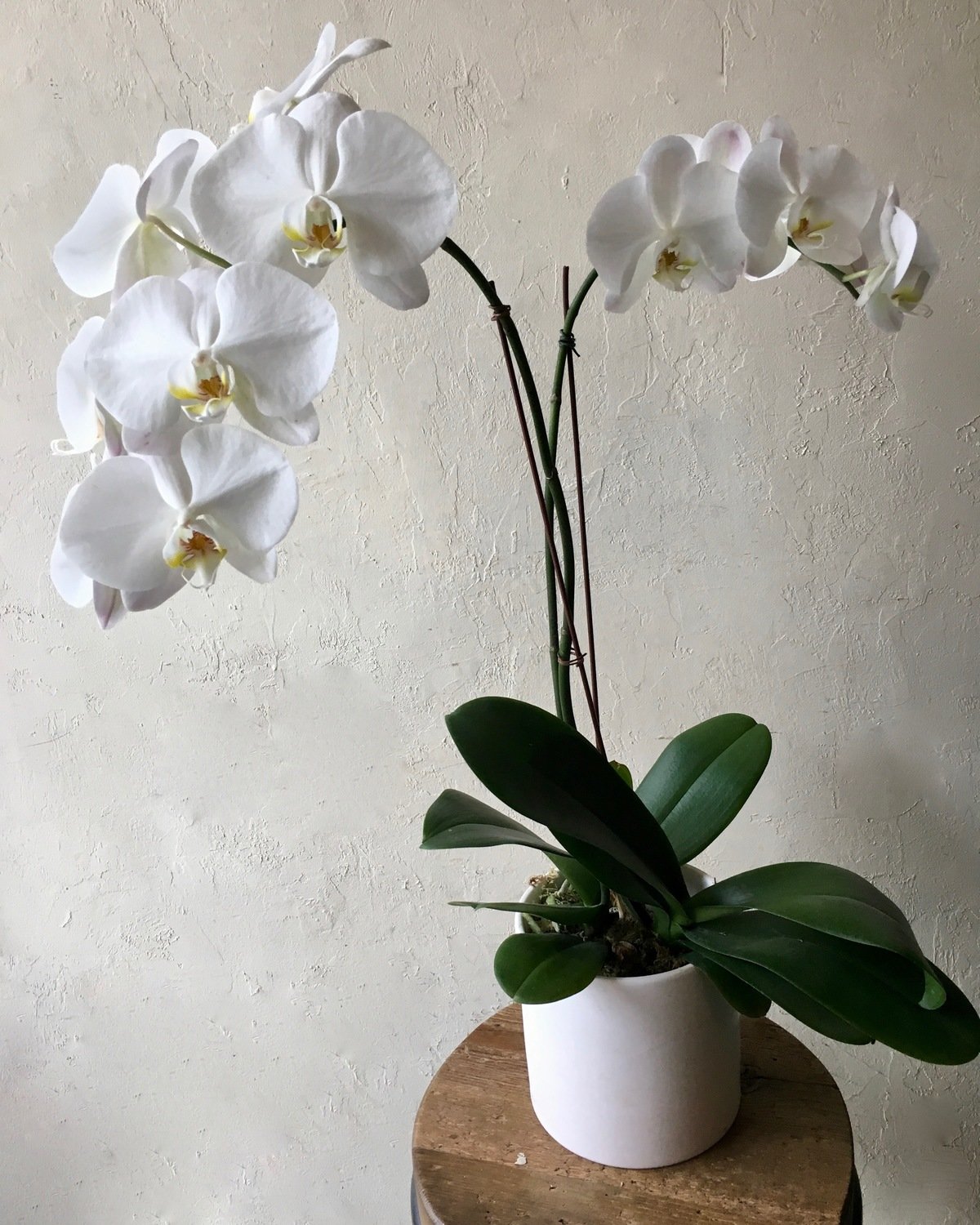 POTTED WHITE PHALAENOPSIS PLANTS - DOUBLE IN WHITE CERAMIC